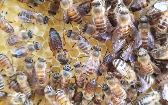 蜂王剪翅膀還可以交尾嗎？