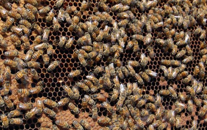 蜂王剪翅膀有影響嗎？