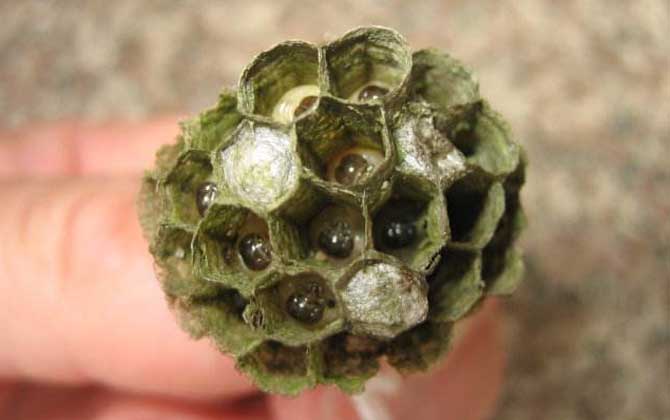 怎樣捅馬蜂窩才安全？