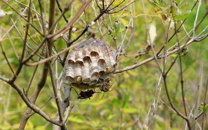 馬蜂窩價格多少錢一斤？