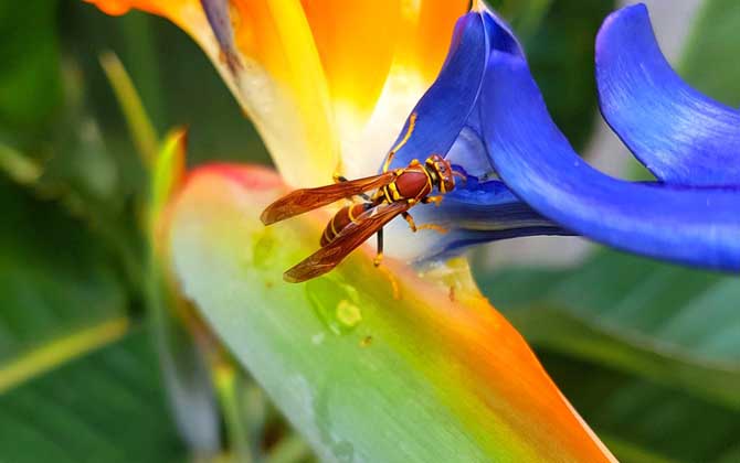 馬蜂最怕什么東西？