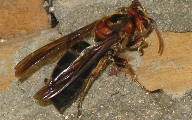 黑絨胡蜂真的能蟄死人嗎？