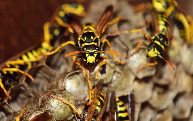 養胡蜂有什么經濟價值？