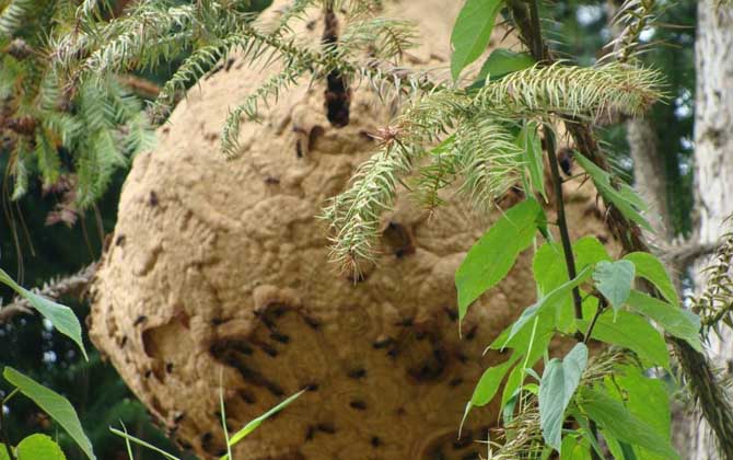 馬蜂的蜂窩里有蜂蜜嗎？