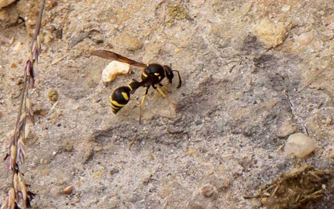 被馬蜂蟄了要觀察多久？