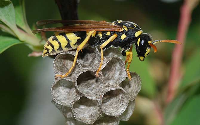 被一只馬蜂蟄了有事嗎？