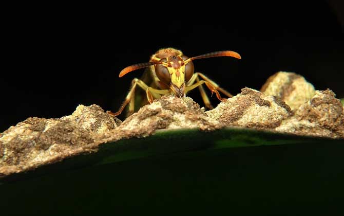 馬蜂來家里是福還是禍？
