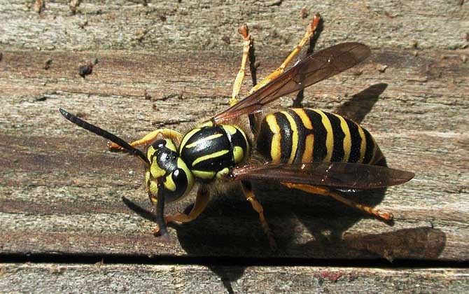 被馬蜂蟄了涂什么管用？