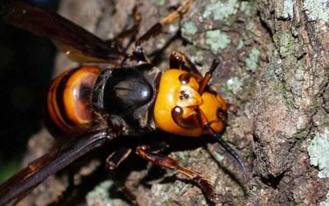 虎頭蜂做窩的風水怎么樣？