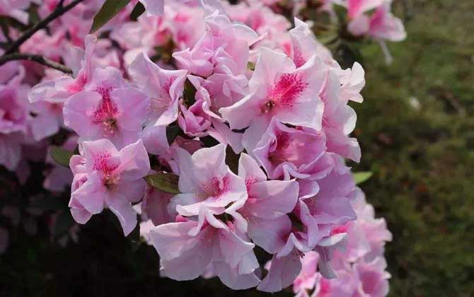 杜鵑花什么時候開？