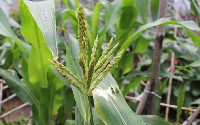 玉米什么時候開花？