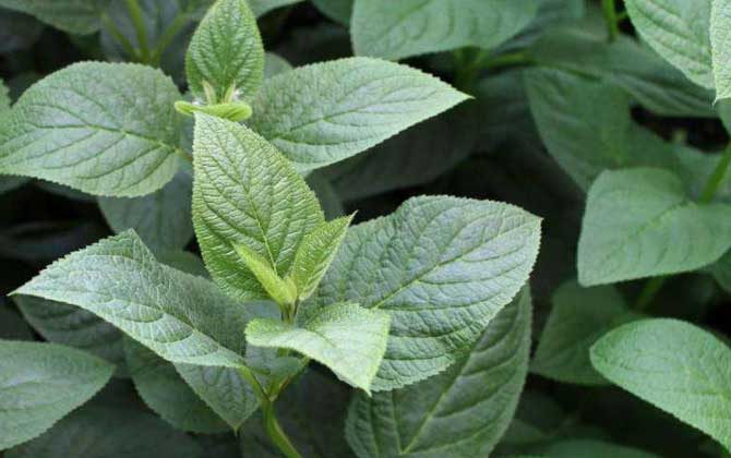 玄參什么時候開花？