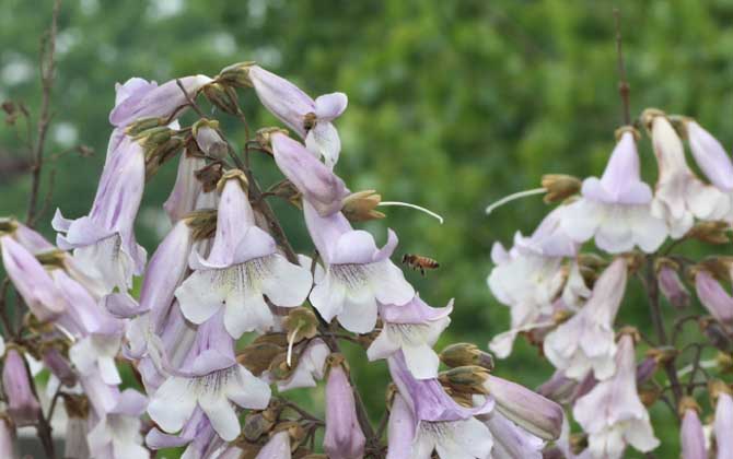 桐樹什么時候開花？