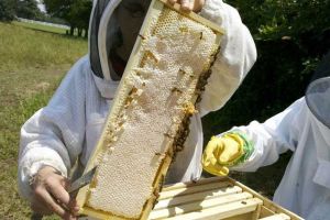 2021年養(yǎng)蜂有補(bǔ)貼嗎？