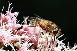 蜜蜂一生能采多少蜂蜜？
