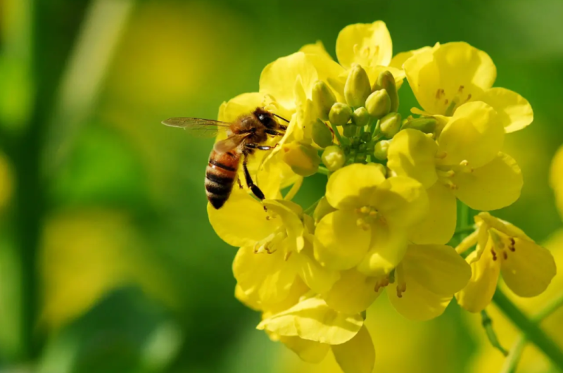 截止3月18日云南、四川、湖北、安徽地區(qū)油菜蜜產(chǎn)情情況匯總