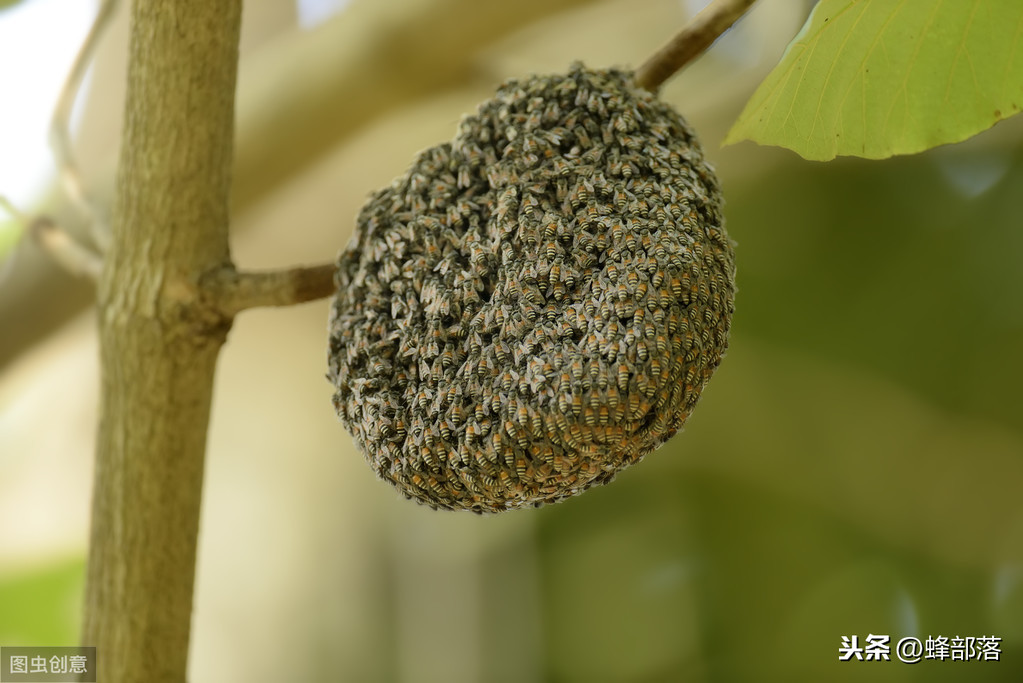 什么時候放誘蜂箱合適？3個關鍵時期，把握好，又是一個大豐收