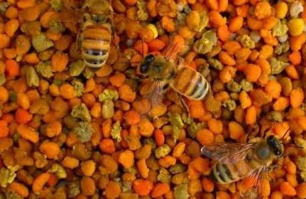 選用蜂花粉應(yīng)注意的問(wèn)題,蜂花粉的注意事項(xiàng)