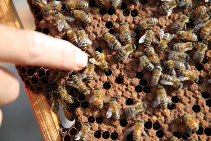 蜂蠟和蜂王漿哪個(gè)更好?蜂蠟與蜂王漿的區(qū)別