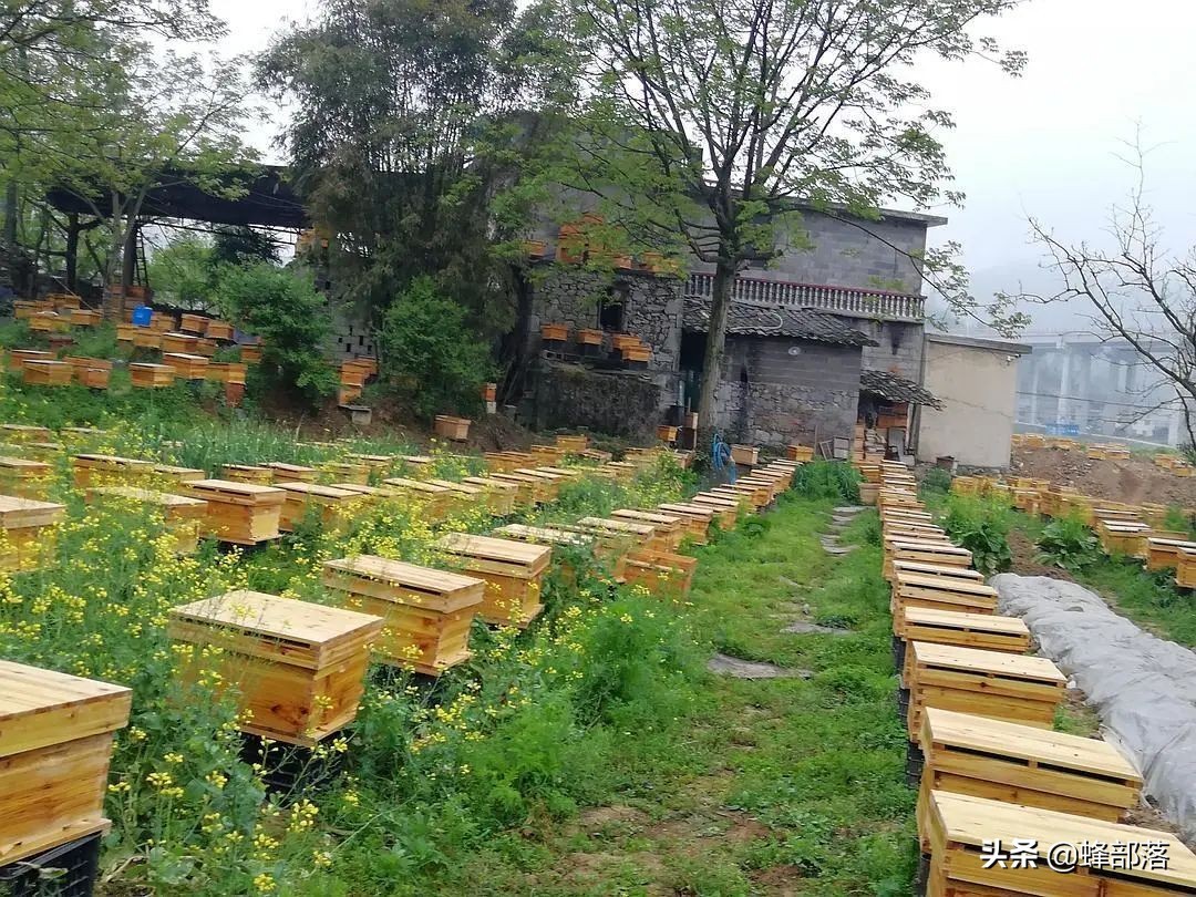 意大利引進(jìn)國內(nèi)的蜜蜂，嚴(yán)重危害中華蜜蜂，為啥我國還要大量養(yǎng)殖？