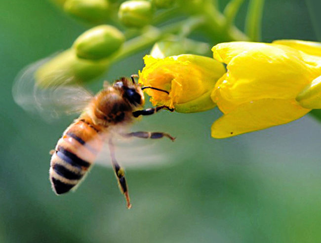 如何讓蜜蜂安全度過夏天？
