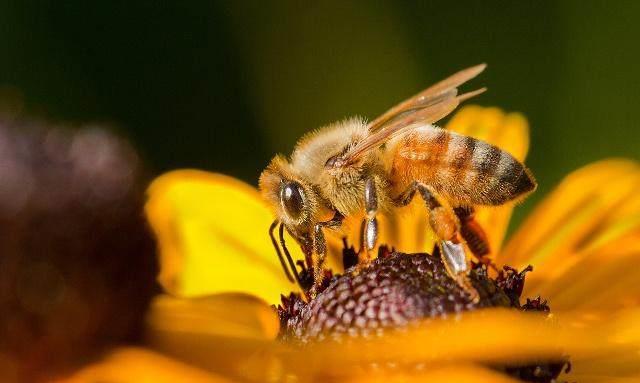 工蜂產(chǎn)卵急造王臺(tái)出來新王能用嗎（工蜂產(chǎn)卵也會(huì)有王臺(tái)嗎）