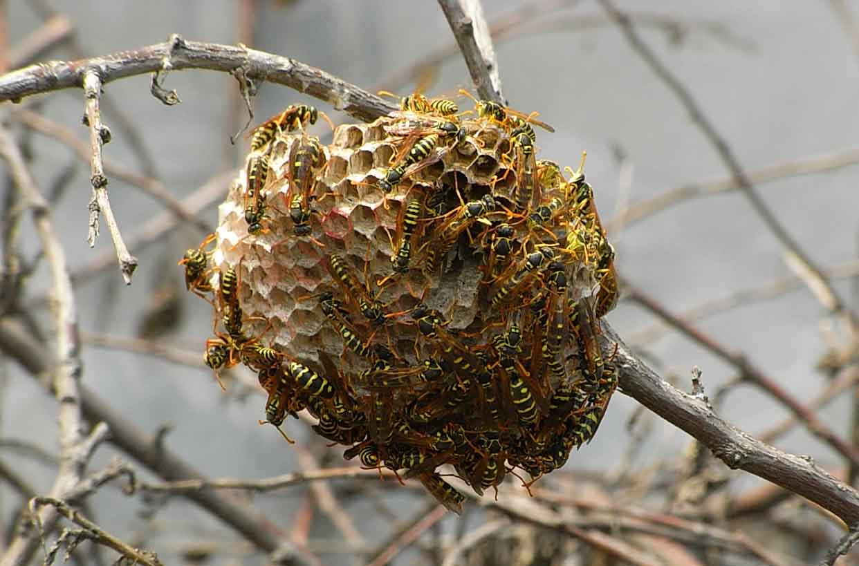 馬蜂窩是用什么做出來的？(馬蜂喜歡在什么地方做窩)