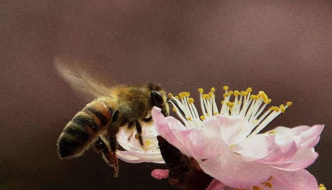 收捕蜂群時(shí)如何判斷有沒有蜂王？