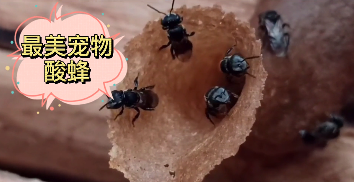 酸蜂的養(yǎng)殖方法（無(wú)刺蜂活框養(yǎng)殖技術(shù)）