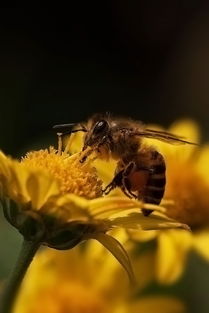 如何評(píng)估蜜蜂養(yǎng)殖規(guī)模（蜜蜂飼養(yǎng)規(guī)模與產(chǎn)值效益調(diào)查分析）