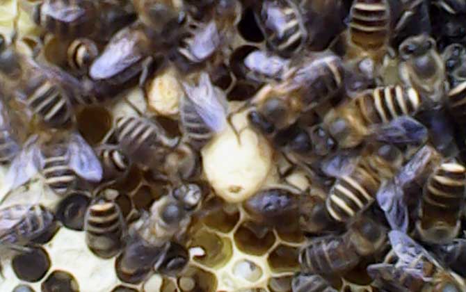 急造王臺(tái)幾天能出蜂王（蜜蜂急造王臺(tái)幾天出王）