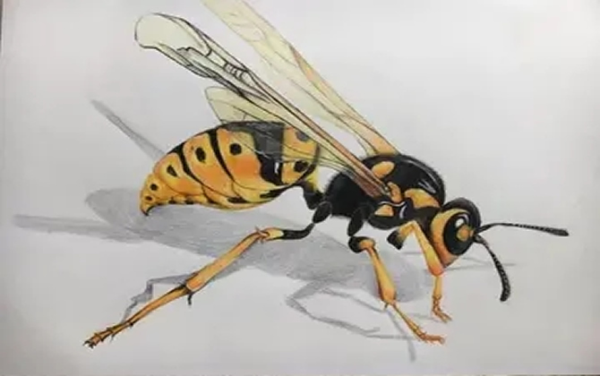 尋找野生馬蜂的方法（用什么方法找馬蜂）