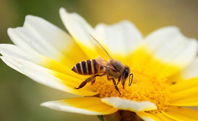 為什么蜜蜂繁殖率不高？