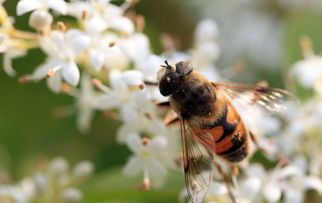 定地飼養(yǎng)金喀蜂好還是松丹一號(hào)好（哪種蜜蜂最好養(yǎng)）