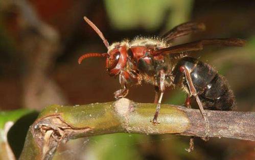 中國大虎頭蜂冬眠嗎（大虎頭蜂什么時(shí)候冬眠）