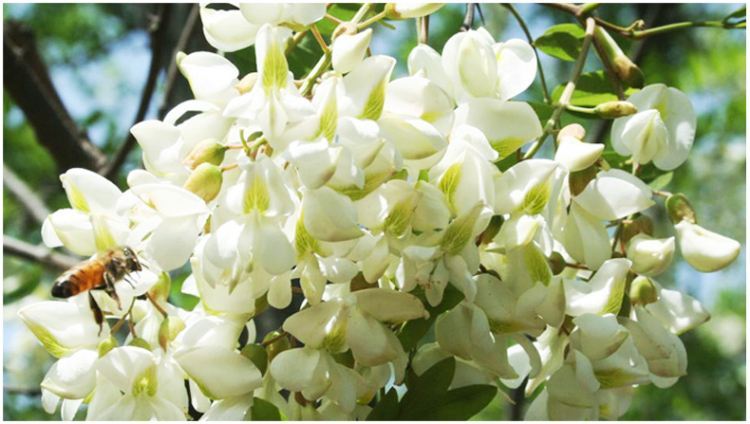 各個季節的蜜源植物（一年四季蜜源植物）