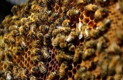 蜂數(shù)應(yīng)該怎樣計(jì)算（論斤、論脾還是論群）