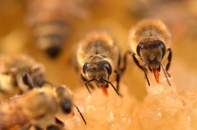 大蜂場如何大批量組織交尾群（蜜蜂養(yǎng)殖，如何組建交尾群）