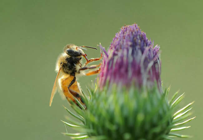 【蜜蜂知識】意大利蜂和中華蜜蜂能一起養嗎?