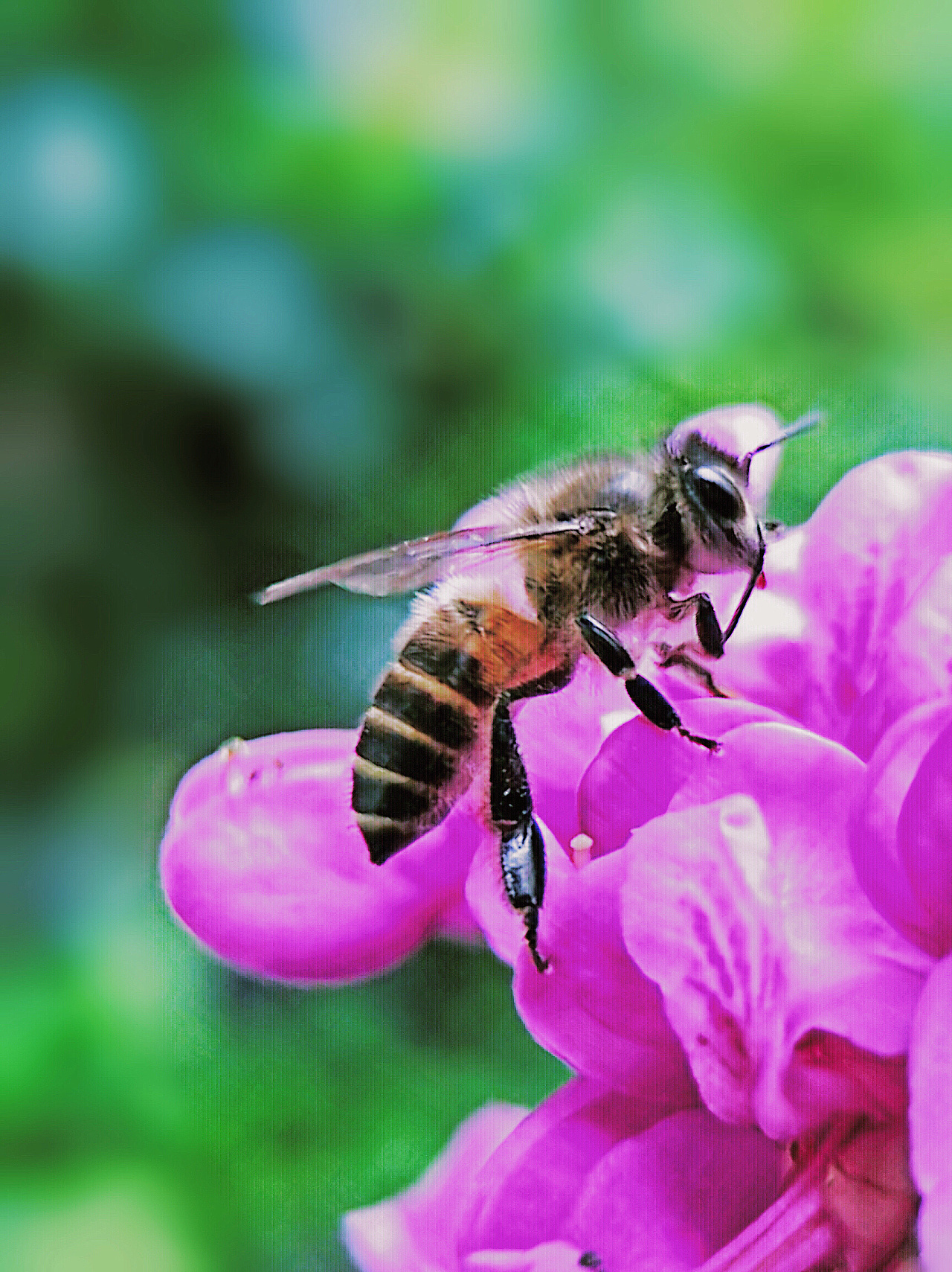 養(yǎng)中蜂的詳細技術方法（中蜂強群飼養(yǎng)的主要技術）