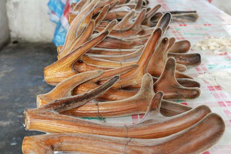 鹿角每年都會自然脫落，人類為何割鹿茸，鹿會感到疼嗎？