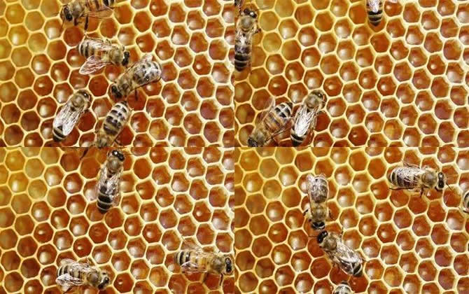 蜜蜂采花蜜是如何生產(chǎn)蜂蜜的（告訴大家蜜蜂采蜜過(guò)程）？