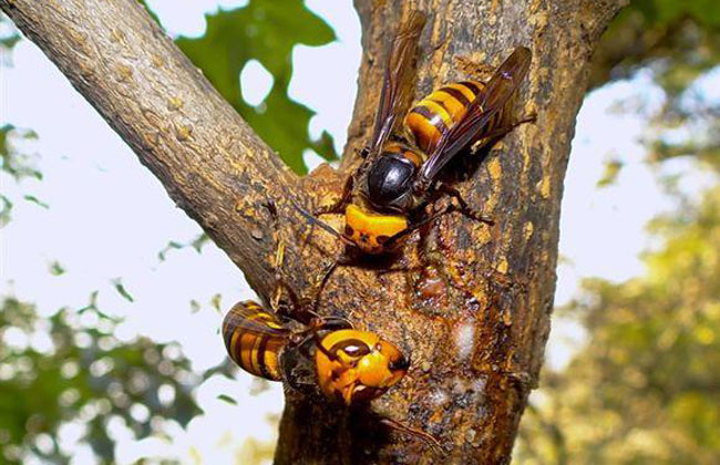 怎樣養殖胡蜂（胡蜂養殖技術）