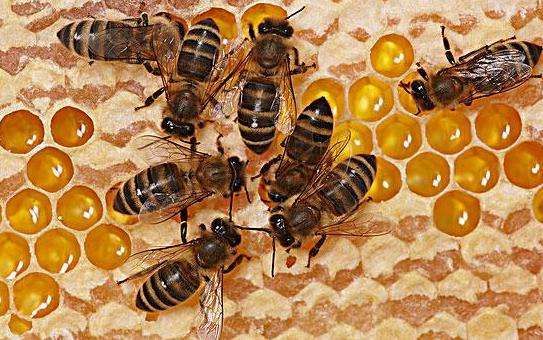 蜂王和工蜂同時產(chǎn)卵怎么辦（有蜂王工蜂產(chǎn)卵怎么辦）