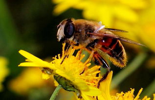 松丹一號(hào)抗螨性能如何（中蜂為什么沒(méi)有蜂螨）