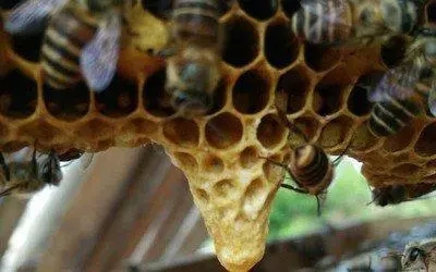 工蜂產(chǎn)卵后還能急造王臺(tái)嗎（工蜂產(chǎn)卵也會(huì)有王臺(tái)嗎）