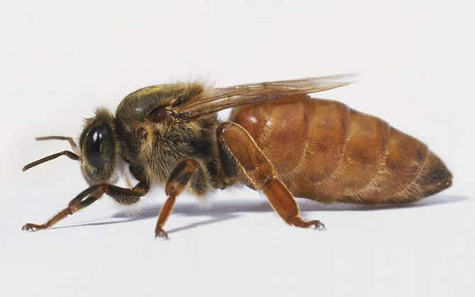 蜜蜂的壽命有多長(zhǎng)？