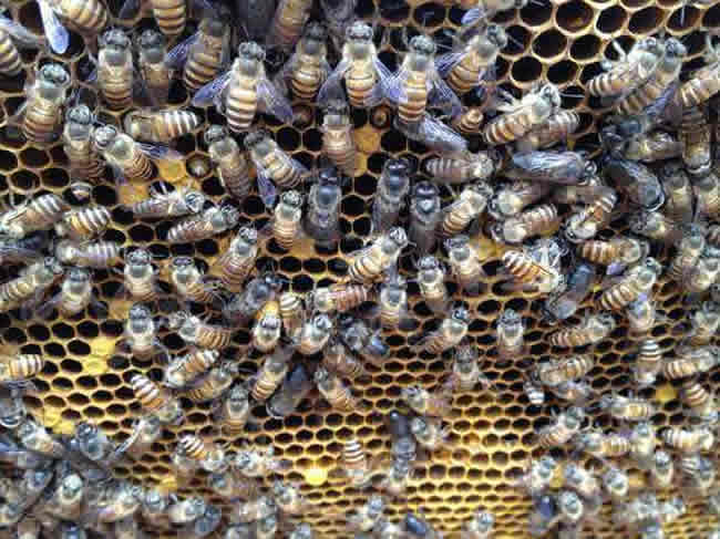 養(yǎng)蜂人怎么調(diào)節(jié)蜂脾關(guān)系？