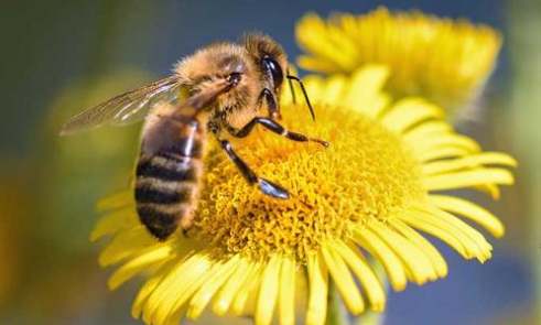 植物流蜜需要什么條件（植物泌蜜條件及溫度）