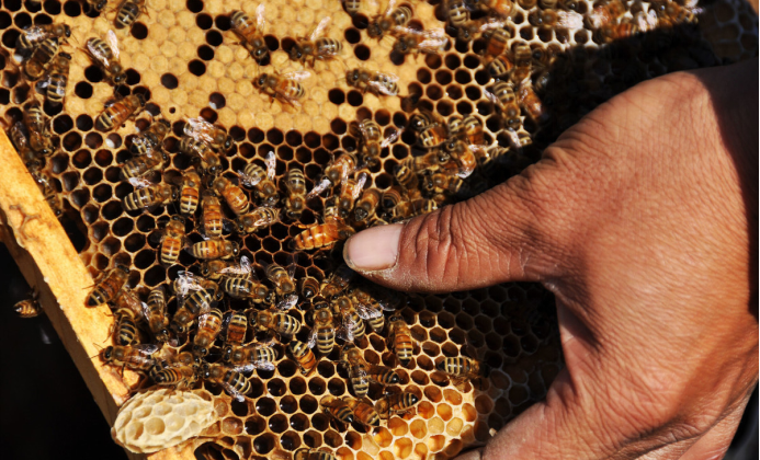 有王臺(tái)沒有雄蜂怎么辦（有王臺(tái)了什么時(shí)候分蜂）